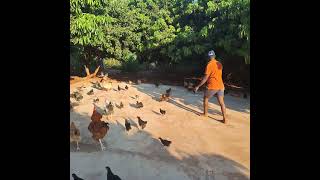 Free Range Chicken Farming in Phiphidi Ndondola , MRA ICT &amp; AGRO-TECH  South Africa #chicken