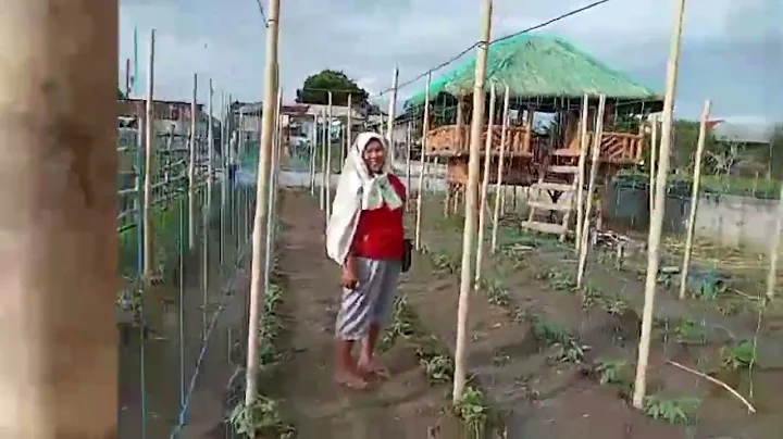 Level up! Welcome to Calma Integrated Farm, today will be showcasing our Taiwan Guapple.