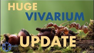 ANTCOLONIES!! | Update on my big complex vivarium once again, ITS HAPPENING!