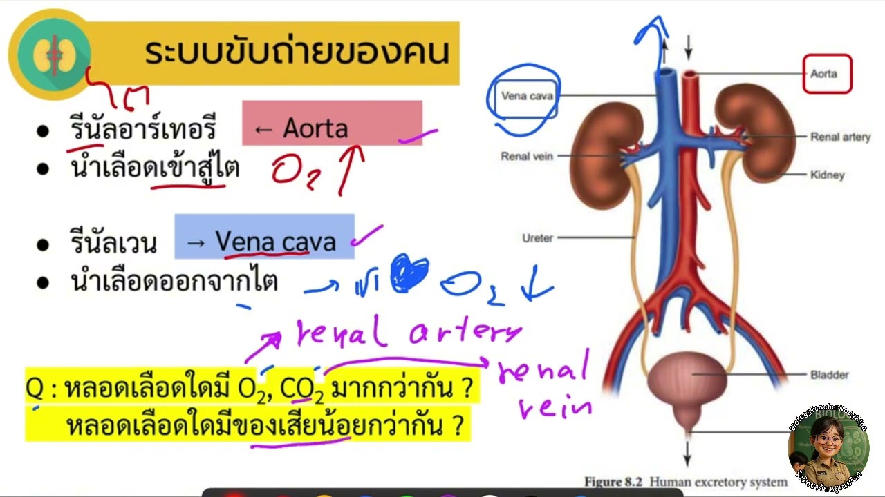 ระบบขับถ่าย 2 (โครงสร้างและอวัยวะในการขับถ่ายของมนุษย์)