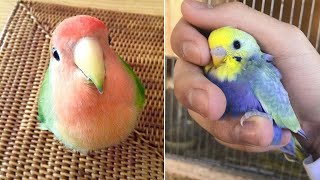 Baby Animals 🔴 Funny Parrots and Cute Birds Compilation (2021) Loros Adorables Recopilación #17