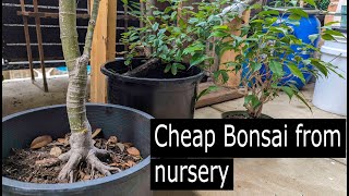 How to find cheap bonsai material from local nursery