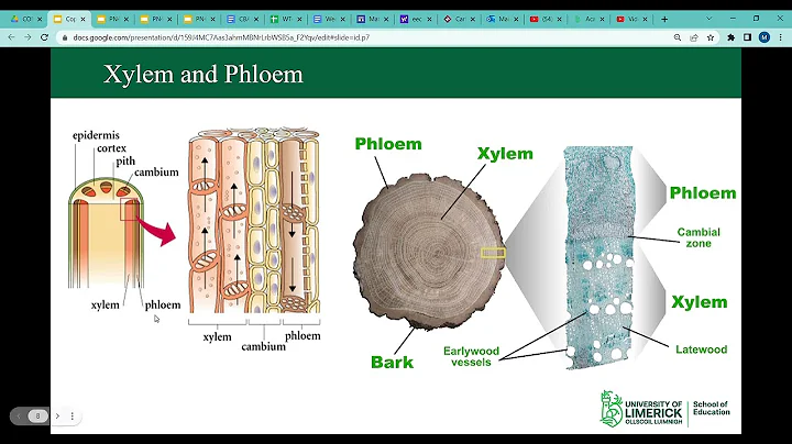 PN4032_ Lecture6 M Skelly