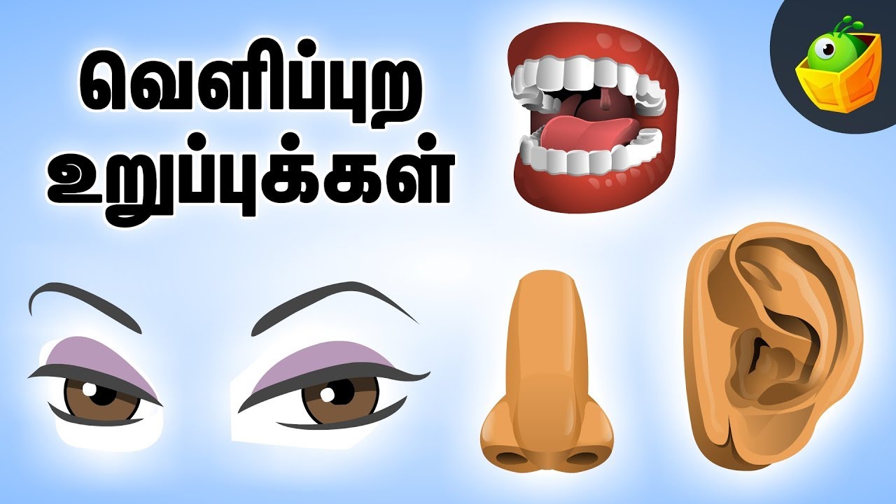 Body Parts In Tamil Meaning / Vocabulary About Parts Of Body Including