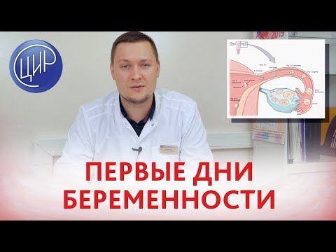 Видео: Почему яйцеклетка долго имплантируется?