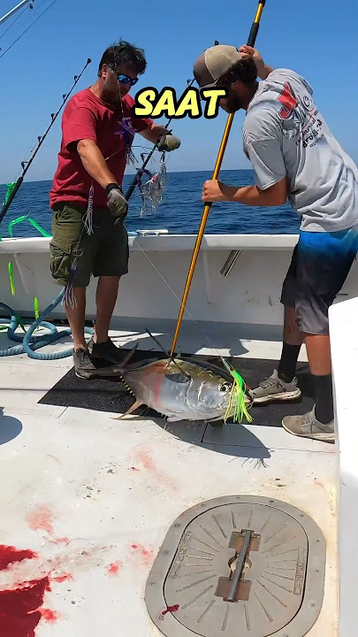 Kenapa Ikan Tuna Berdarah Saat Ditangkap!