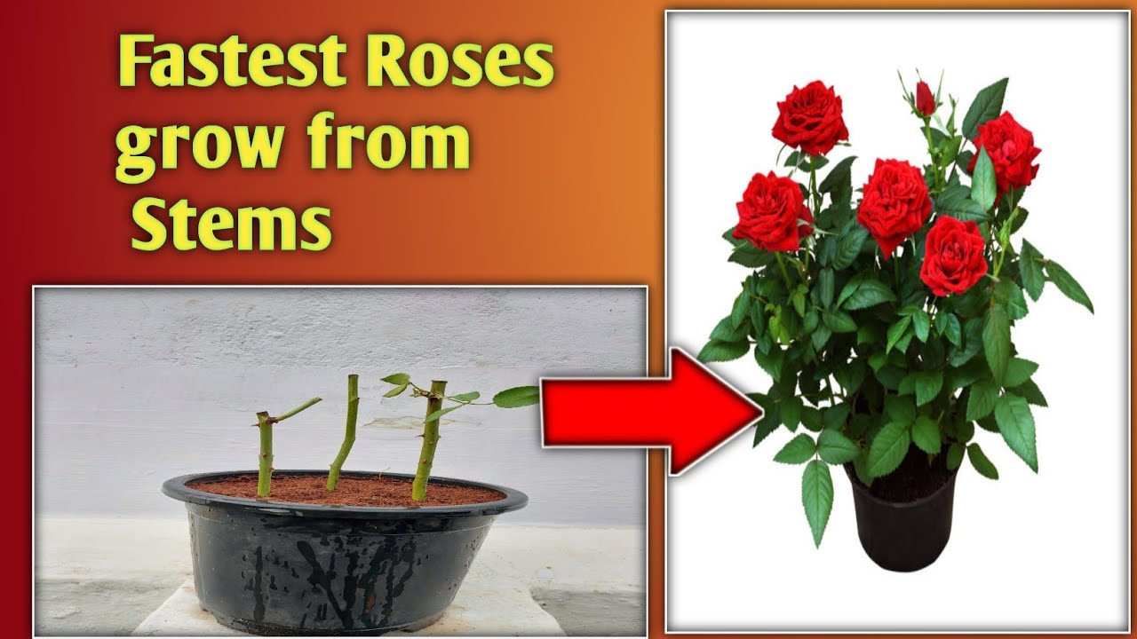 Fastest Growing Roses FASTEST ROSES GROW FROM STEMS - YouTube