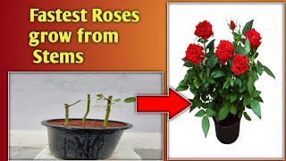 FASTEST ROSES GROW FROM STEMS