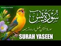 Episode 103 surah Yaseen with Urdu translatemorning tilawat Quran beautiful text and voice