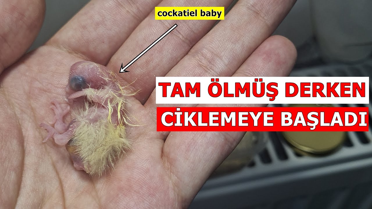 YAVRU PAPAĞAN AÇLIKTAN VE SOĞUKTAN ÖLMEK ÜZERE ...
