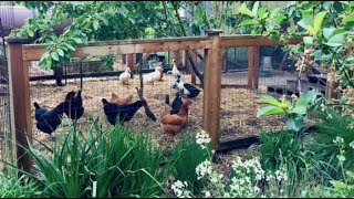 Homesteading at any Scale with Autonomous Kiara
Do you want to spend all your free time gardening and raising animals, but you just dont have the space or resources!? Well then this is the talk for you. Homesteading is an important part of libertarian theory as well as an important skill that allows us to become more independent of mainstream systems, but it can be difficult to get started. Thats why our own Autonomous Kiara will be talking about how to get started homesteading at any size, and how starting small can be a big advantage.
You can support and follow Liberty On The Rocks here:
https://libertyontherocks.org/donate/ - Support us!
https://www.facebook.com/LibertyontherocksDenver - Follow us here!
https://twitter.com/Liberty_Rocks - And here!
http://tinyurl.com/TelegramLOTR -Join our Telegram group!
https://spontaneousorder.store/collections/liberty-on-the-rocks - Purchase our Swag!
https://odysee.com/@libertyontherocksdenver:7 -Watch us here! Homesteading at any Scale with Autonomous Kiara