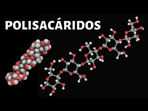 Los POLISACÁRIDOS explicados: estructura, clasificación, ejemplos, características