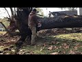 Harvesting Our First Black Walnut Tree for the Sawmill!