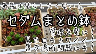 【多肉植物・セダムまとめ鉢を作る】もう枯らしたくないから！管理を楽にしたいから！まとめて植えて置き場所も節約できちゃう！
