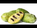 Pawpaw - Maria's Joy