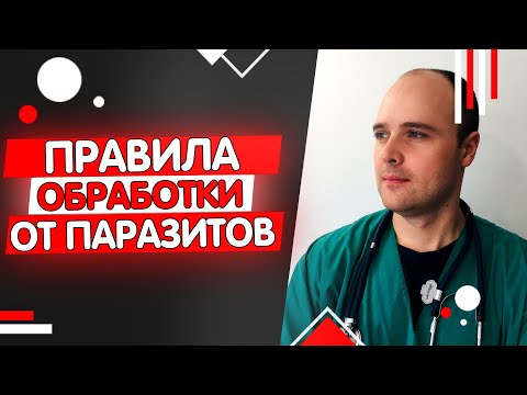 Как часто обрабатывать кошку от блох, глистов и клещей