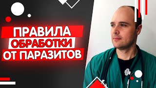 Как часто обрабатывать кошку от блох, глистов и клещей