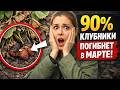 Эта ошибка в марте уничтожит 90 вашего урожая клубники 