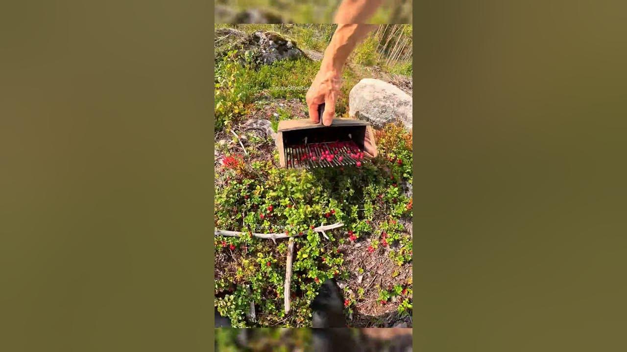 Lingonberry picking in Sweden #harvesting #berry #cranberries #lingonberry #cowberry #fruits