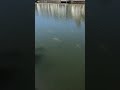 Sharks swim in channel near the Longboat Harbour Condominiums