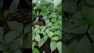 Venezuelan Tiger Pepper, Capsicum chinense