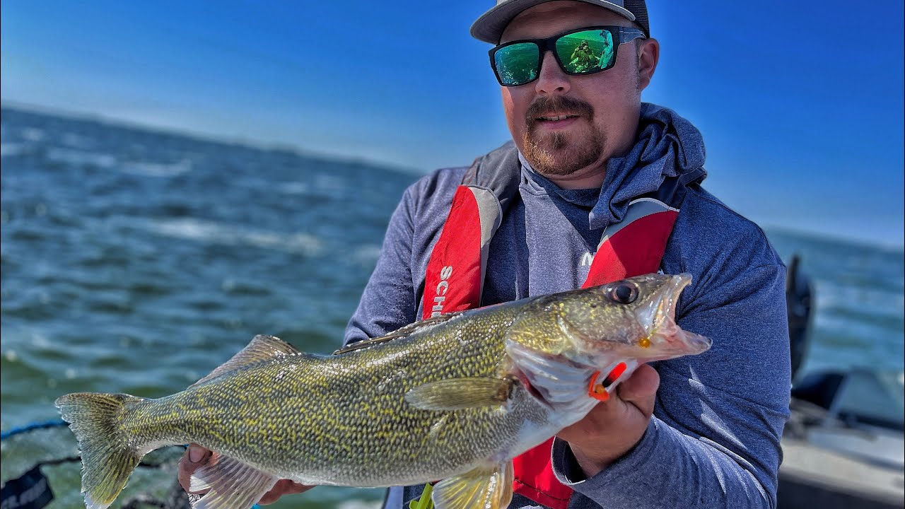 Bottom Bouncer Walleyes on Weed Lines