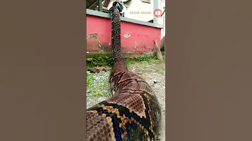 اكبر ثعبان Snake 