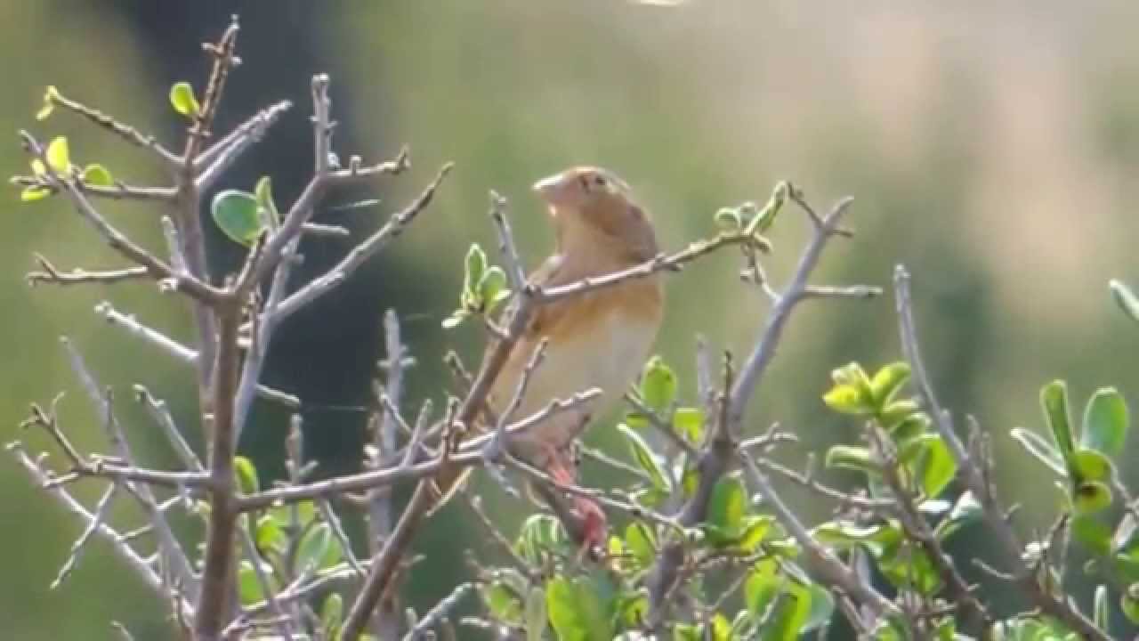 Grasshopper Sparrow Sitting in Bush 