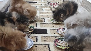 وجبات طعام القطط الصغيره