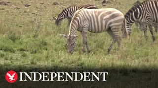 Rare Albino zebra 'seen only a handful of times' caught on camera in Kenya