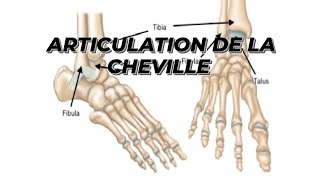 ARTICULATION DE LA CHEVILLE