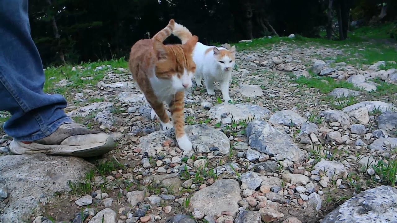 More adventures with Harry the blind cat on the mountain