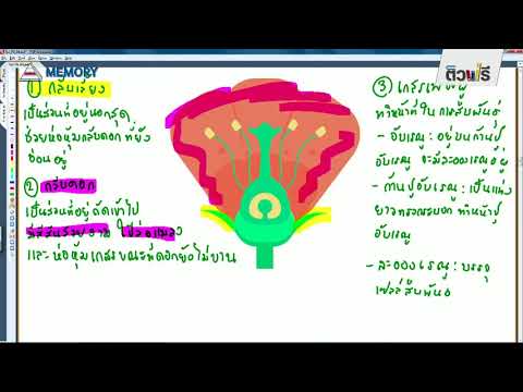 วีดีโอ: เกิดจากเกสรตัวเมียที่มีเกสรตัวผู้หรือความจริงทั้งหมดเกี่ยวกับเพศศึกษา