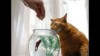 😺 Не пересоли! 🐈 Смешное видео с котами и котятами для хорошего настроения! 😸