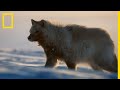 La chasse des loups arctiques