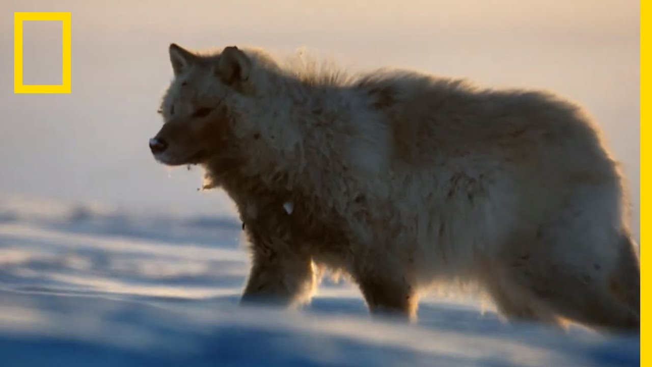 La Chasse Des Loups Arctiques Youtube La Chasse Des Loups Arctiques Youtube