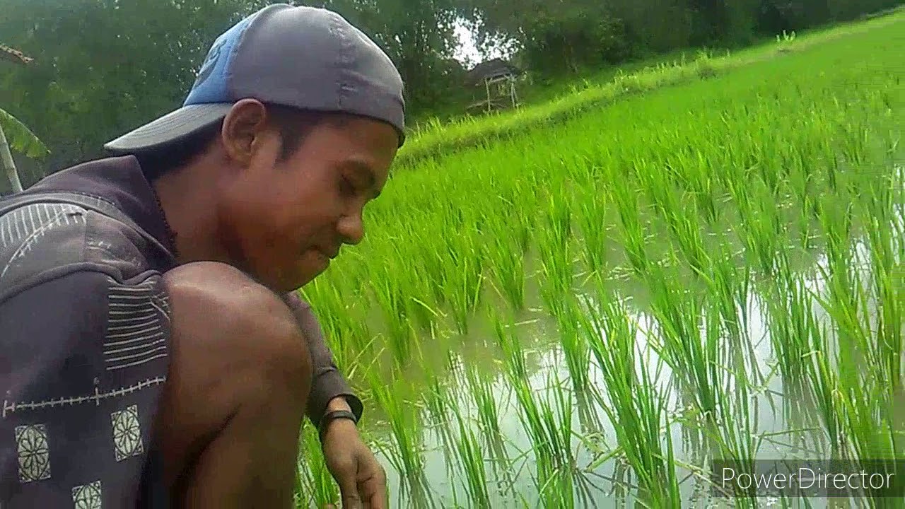 Mancing Belut Sawah Super Besar 