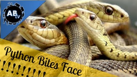 Python Bites Face! SnakeBytesTV : AnimalBytesTV