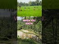 Best Version Audio : When You Now by Scorpions