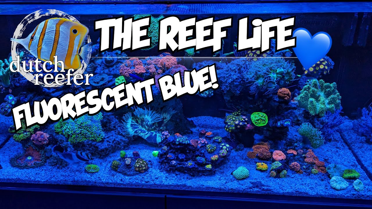 THE REEF LIFE under Fluorescent Blue Lights!