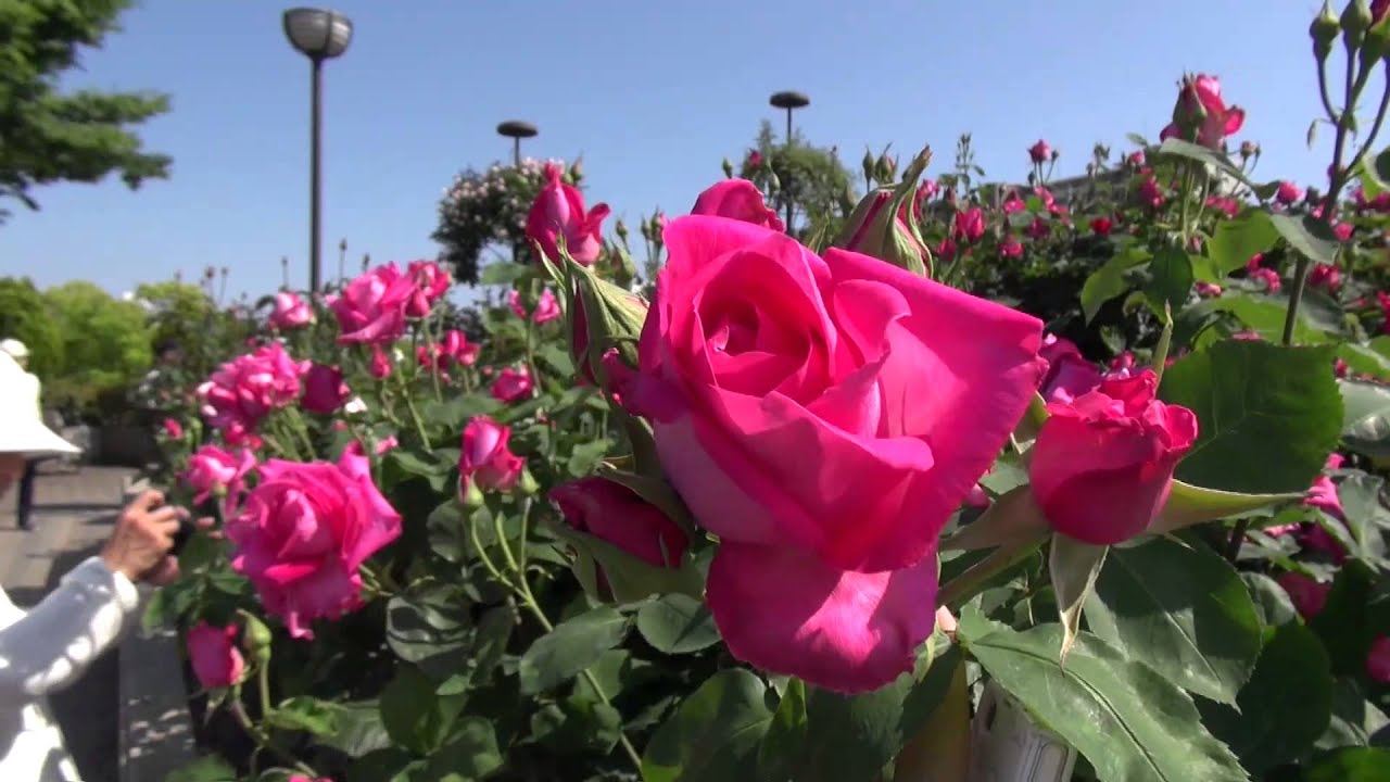 緑町公園のバラの見ごろやバラまつりとバラ園情報 バラ園案内 バラの見ごろと開花状況