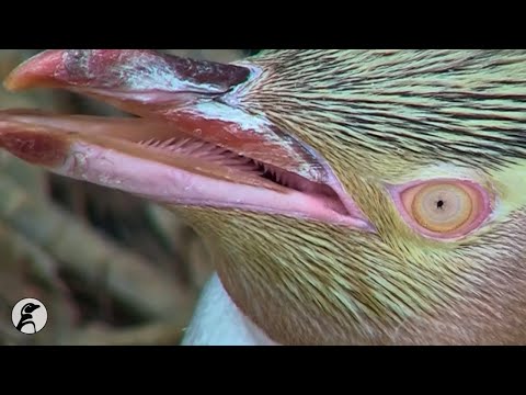 The Yellow-Eyed Penguin