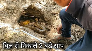 बहुत भगाया इन दोनों सापों ने | Rescue 2 indian rat snake from Ahmednagar, maharashtra