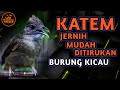 MASTERAN GACOR KAPAS TEMBAK SUARA JERNIH MUDAH DITIRUKAN BURUNG KICAU