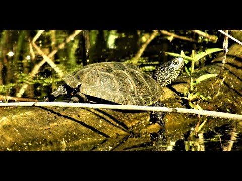Биосфера. Европейская болотная черепаха. Естественные условия обитания...