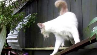 A video showing most of my current creations for my cats. They are fenced in (and inside at night), so it