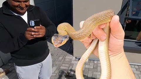 Snake found in their back garden.