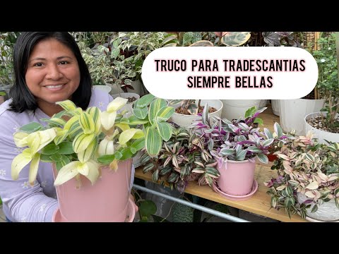 TRUCO FÁCIL PARA