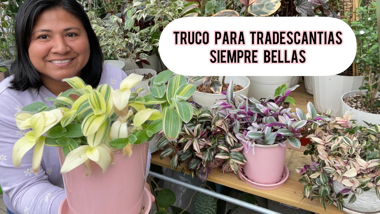 TRUCO FÁCIL PARA TRADESCANTIAS MAS BONITAS