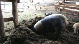 Scratching the Surface: Soil biology in agriculture, March 2017  Joel Salatin